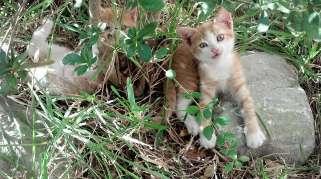 ATP总决赛横扫蒙特卡洛大师赛，一场被资本重塑的赛场对决灵魂