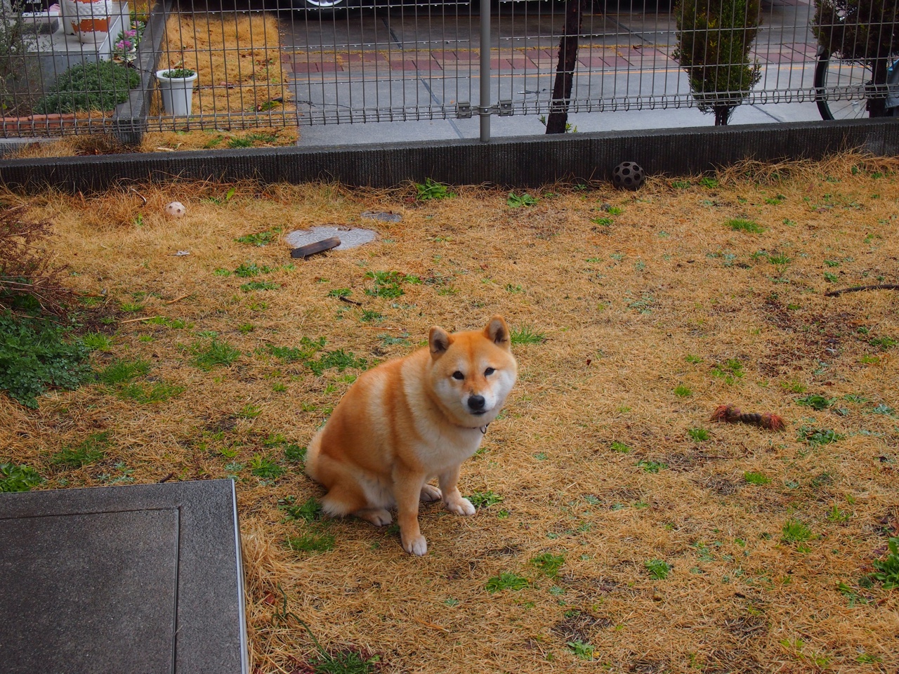 赛道上的草根逆袭与理想主义之焰,威廉姆斯的机械凯旋与勒克莱尔的血肉诗篇