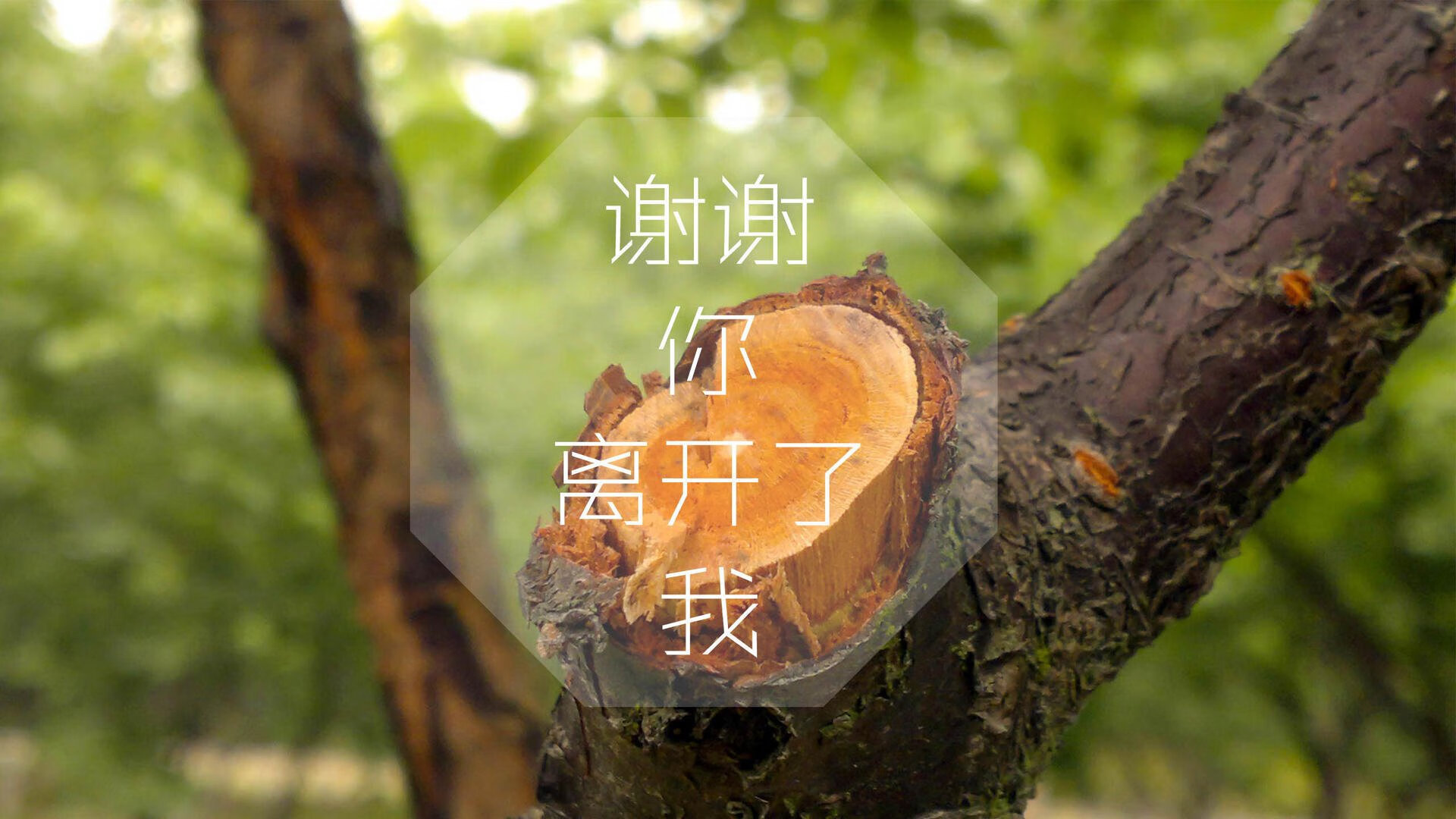 绝境救主!克瓦拉茨赫利亚奏响制胜音符,勒沃库森生死战击退爱尔兰
