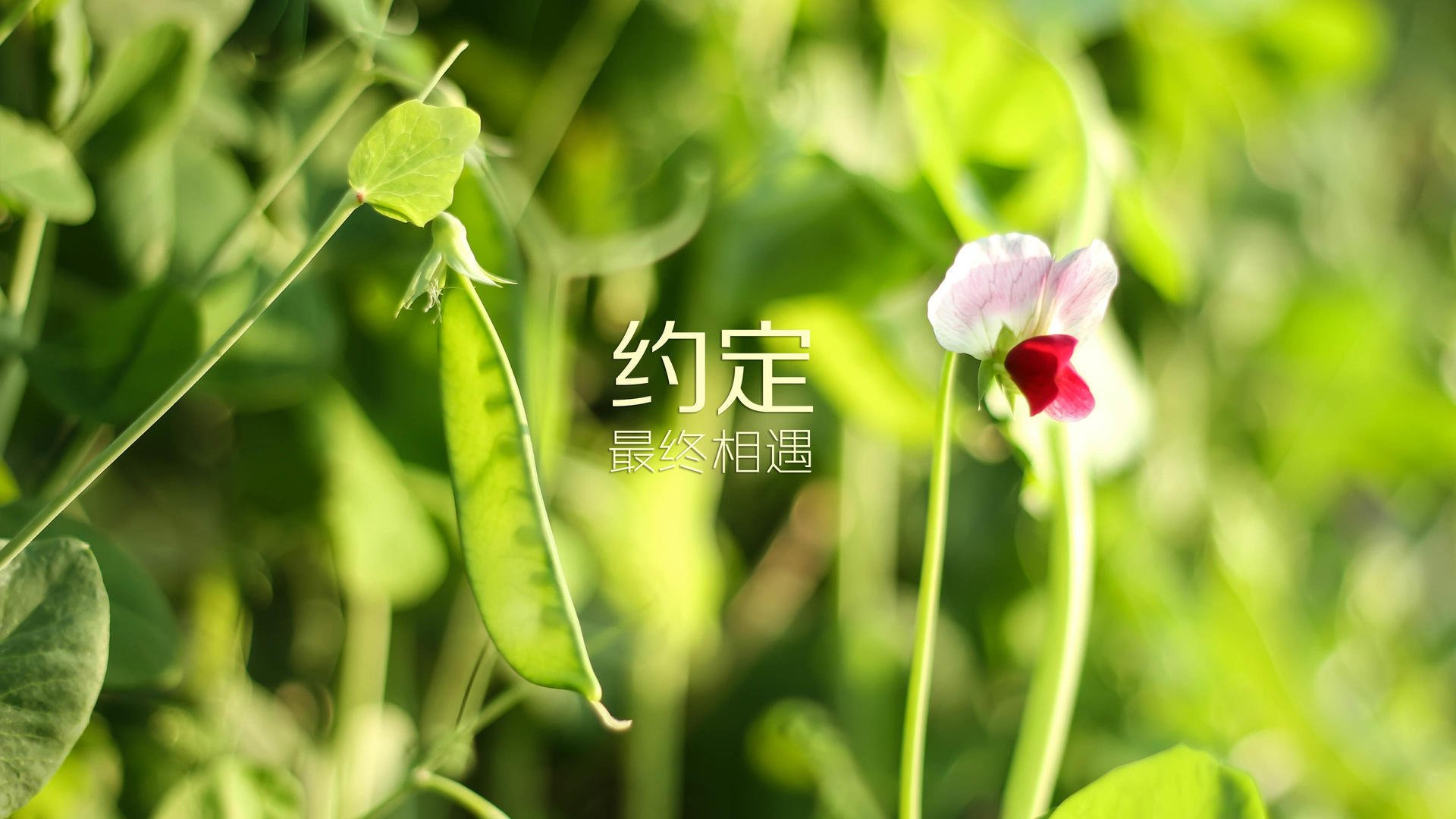 战术革命!勒沃库森疾风骤雨击溃大黄蜂,一场3-0如何颠覆德甲欧冠格局?