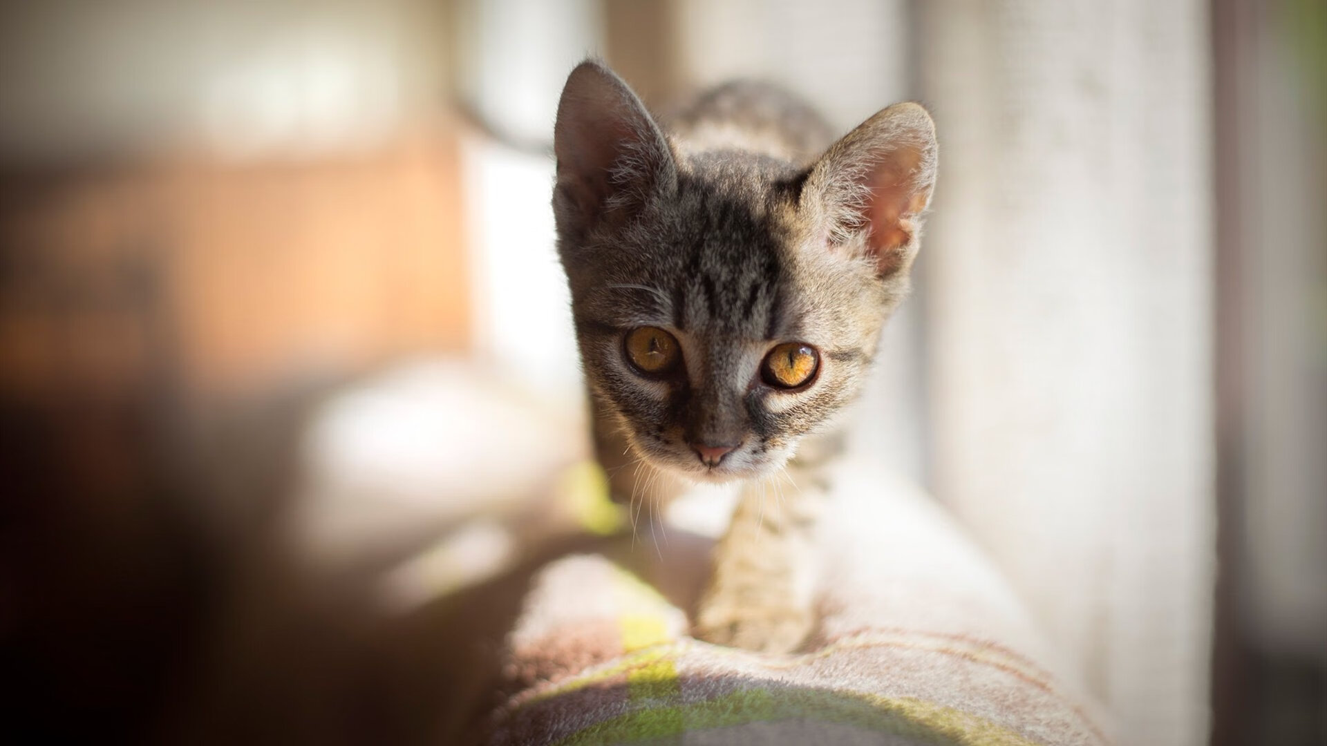 征服新大陆与赛道王座,当勒沃库森与哈兰德在各自的战场宣告唯一