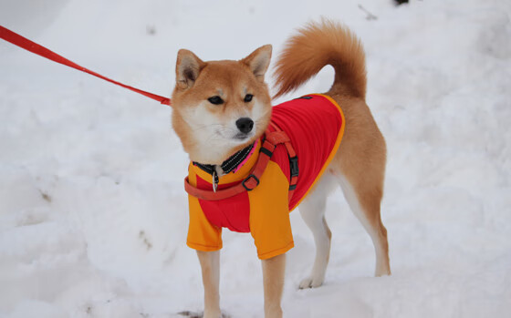 从替补席到世界之巅，友谊赛的雨夜，布鲁诺·安哥拉之心终获加冕