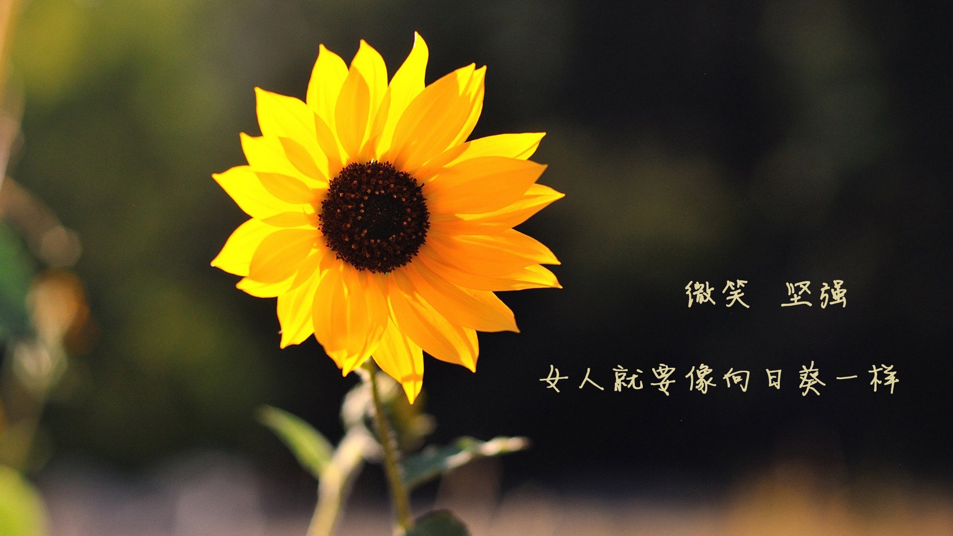 悬崖边的探戈,2026世界杯D组生死战,厄瓜多尔绝境逆袭,格列兹曼铸就法兰西铁壁
